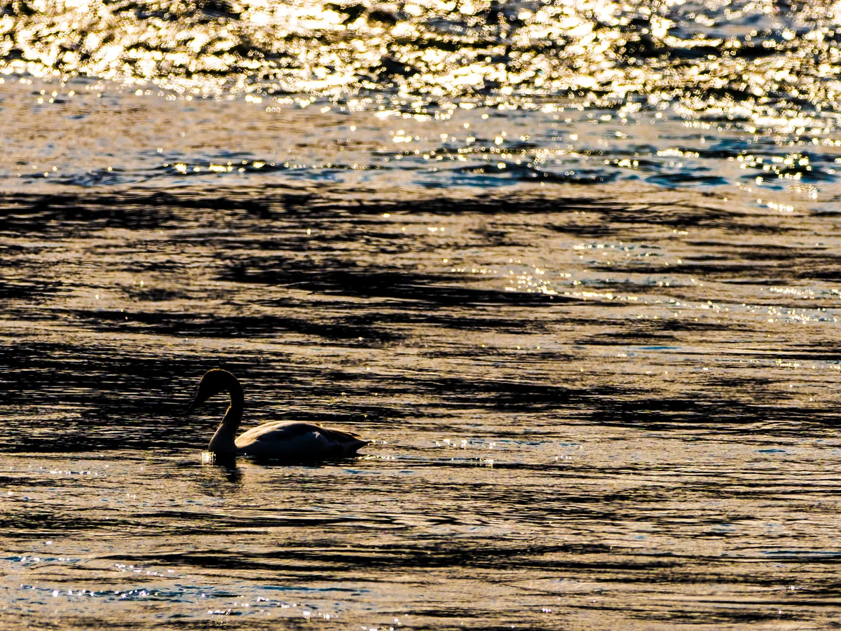 鰻★蜜柑さんの投稿写真