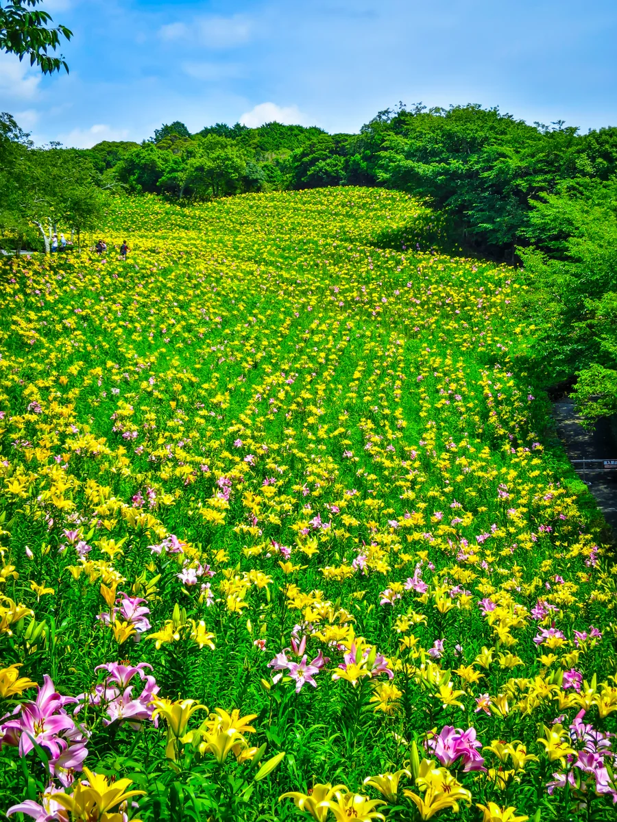 投稿写真：ゆり