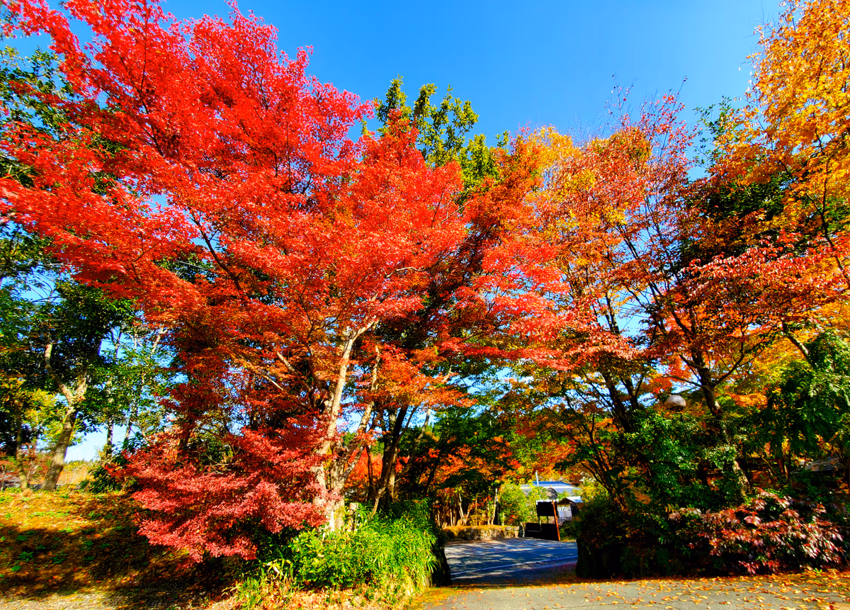 投稿写真：もみじのトンネル