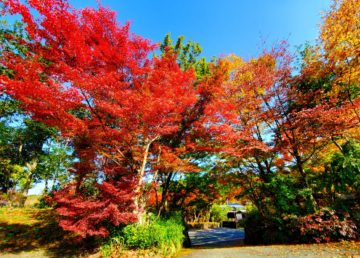 投稿写真：もみじのトンネル