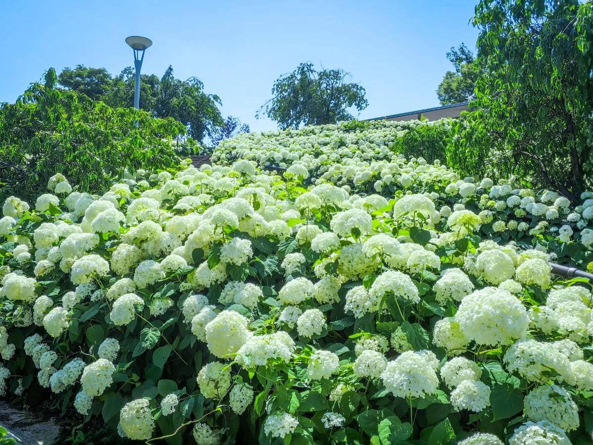 投稿写真：アナベル