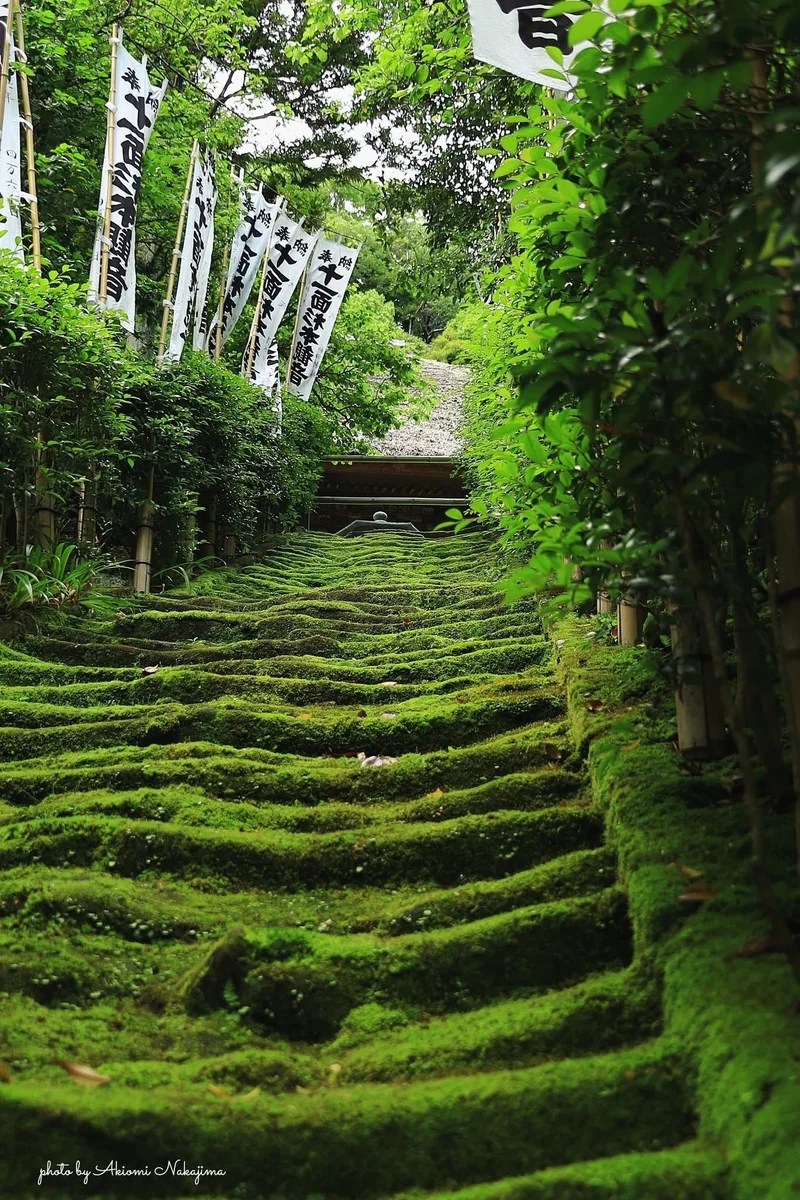 投稿写真：杉本寺苔の階段