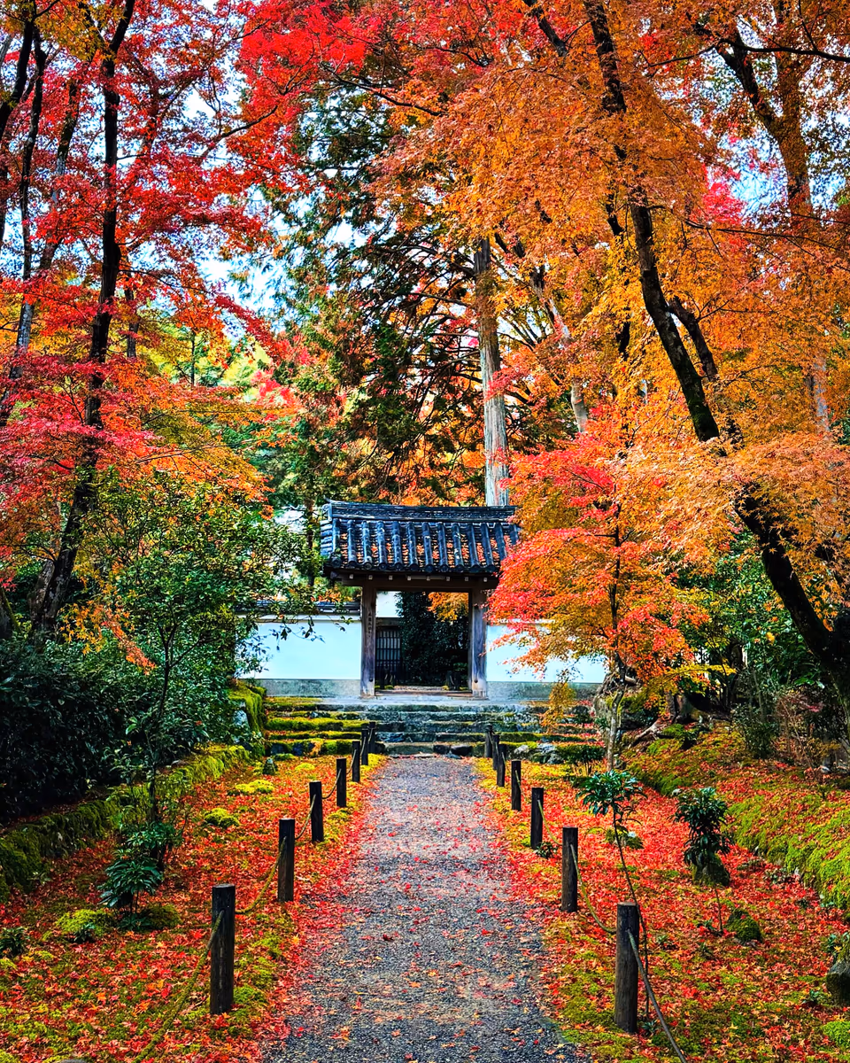 投稿写真：秋色京都🍁竹の寺 地蔵院