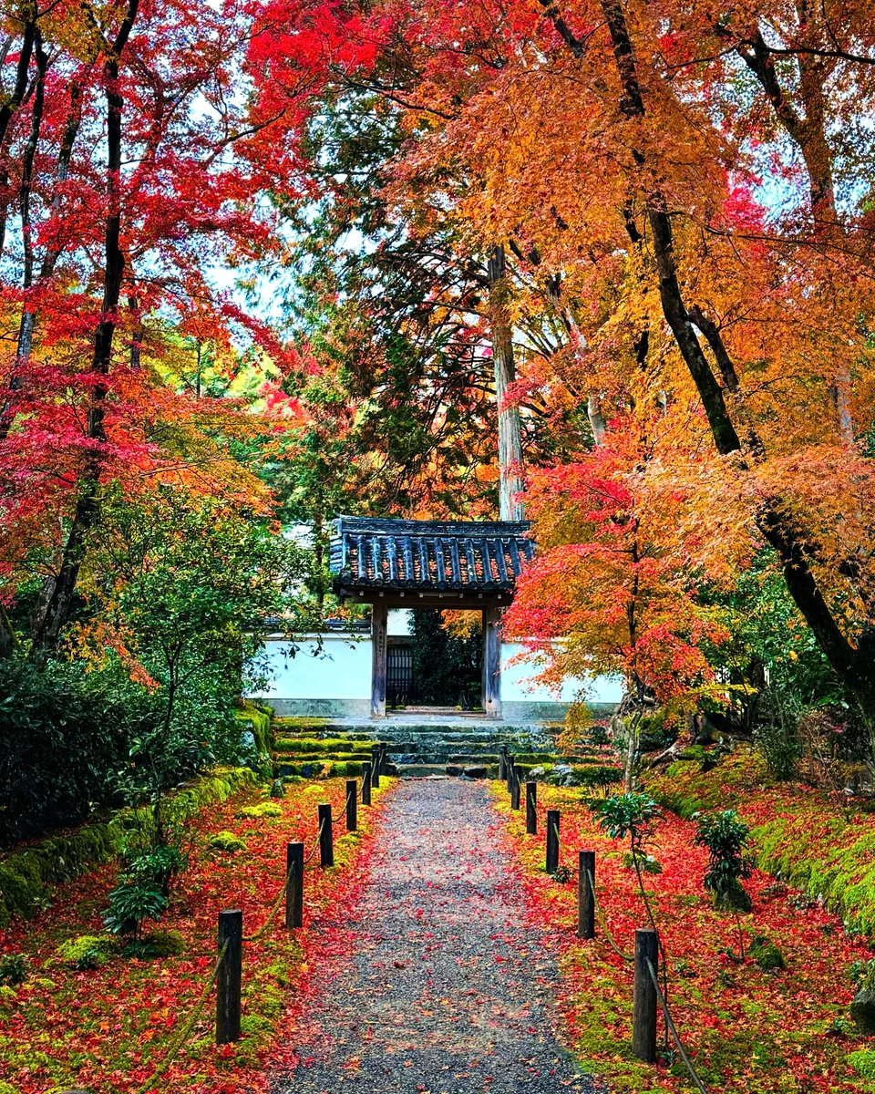 投稿写真：秋色京都🍁竹の寺 地蔵院