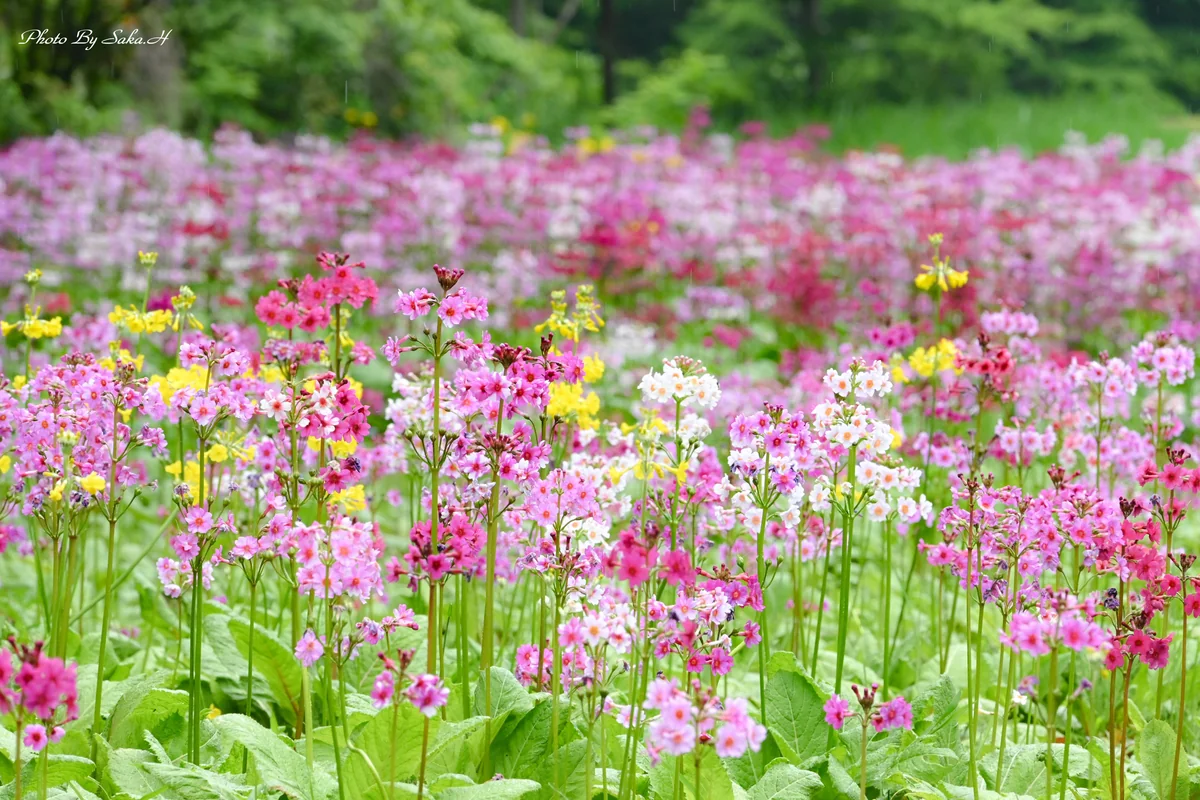 投稿写真：クリンソウ