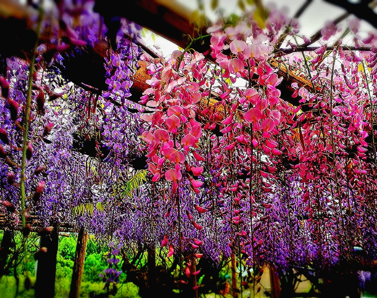 投稿写真：藤棚