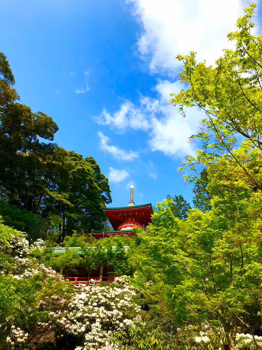 投稿写真：高野寺と石楠花
