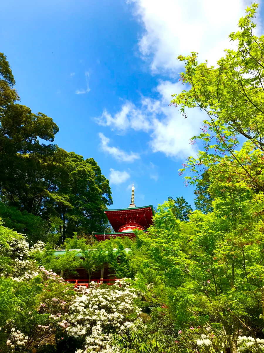 投稿写真：高野寺と石楠花