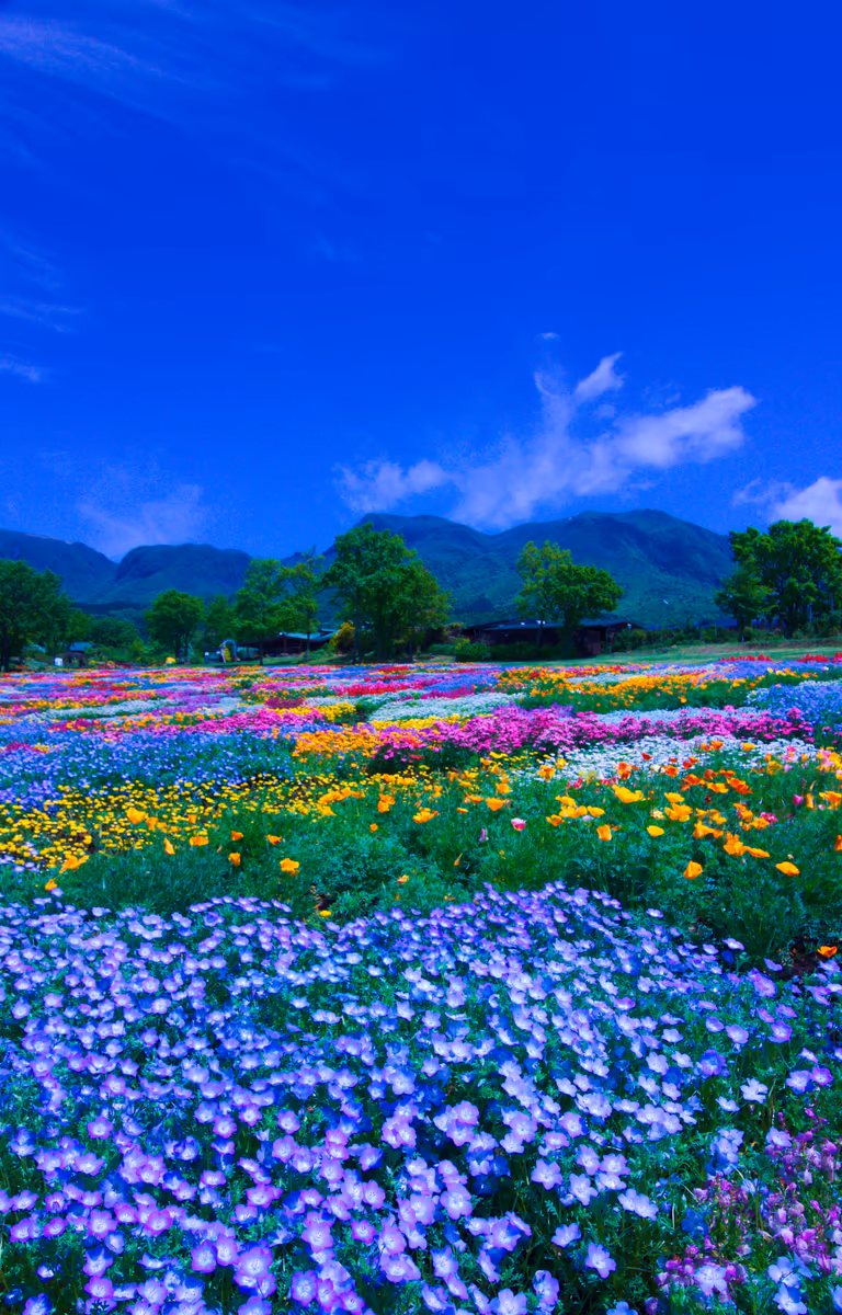 投稿写真：春彩の花畑