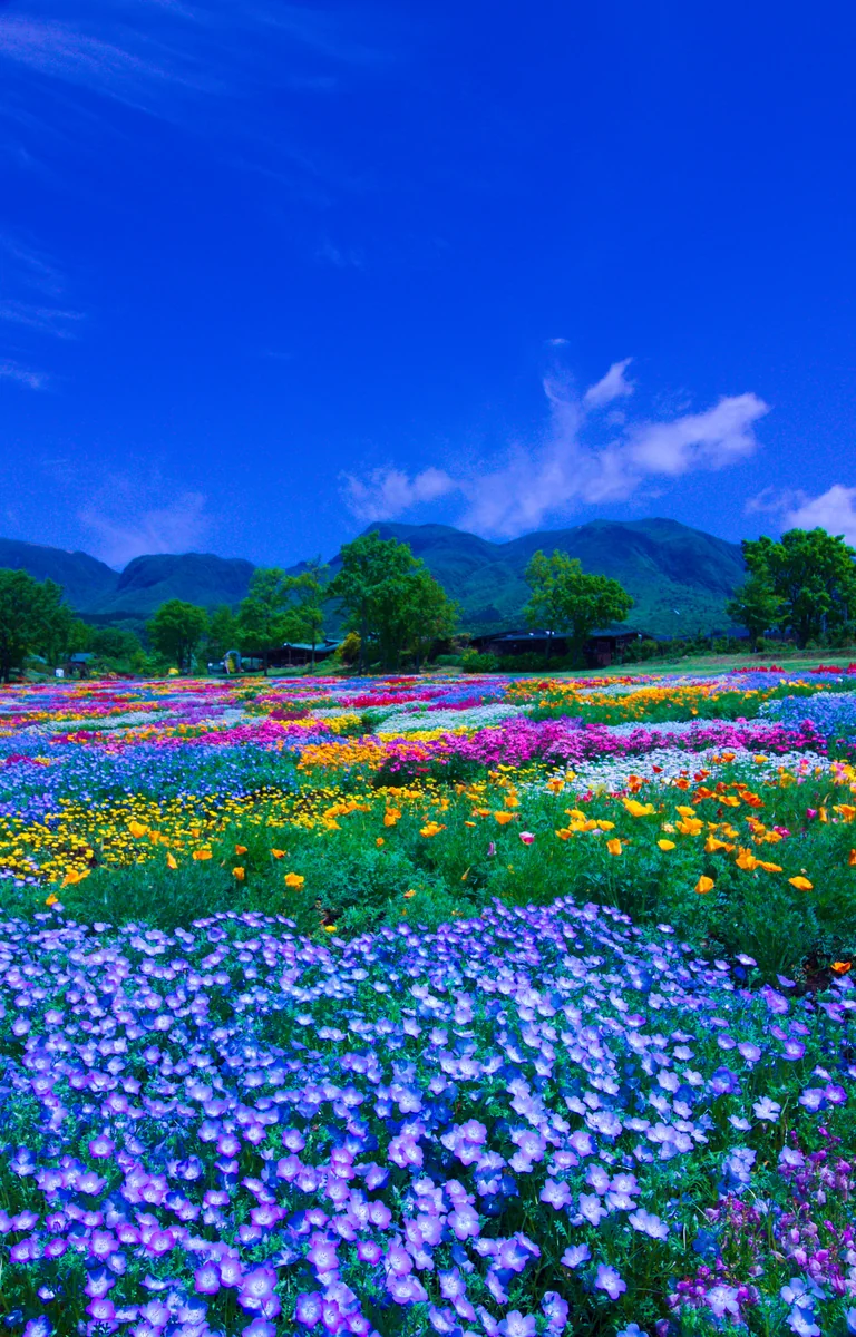 投稿写真：春彩の花畑