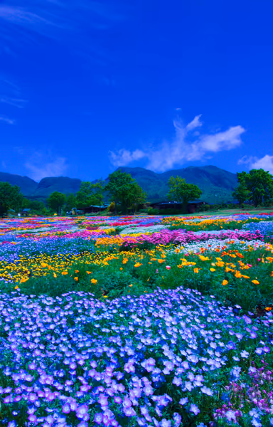 投稿：春彩の花畑