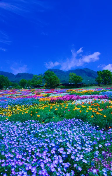 投稿：春彩の花畑