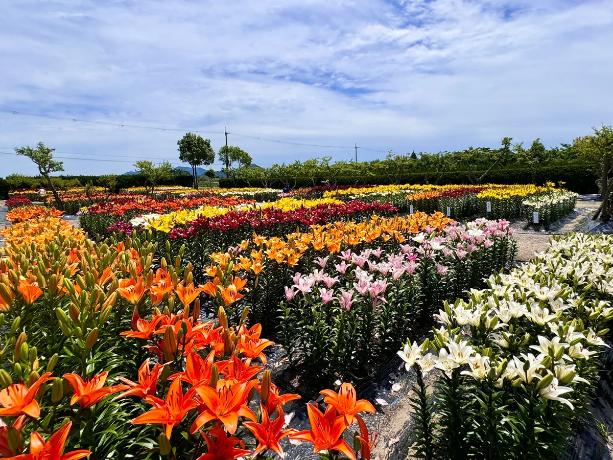 投稿写真：10万本の百合が咲き誇る 丹波篠山玉水ゆり園