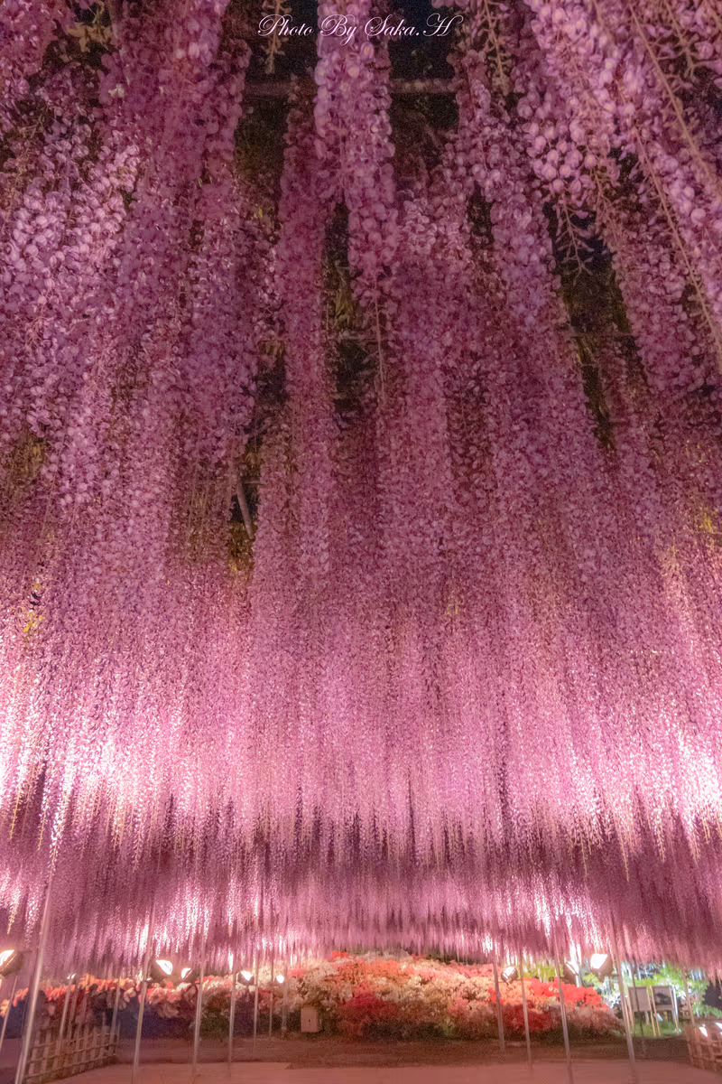投稿写真：大長藤ライトアップ