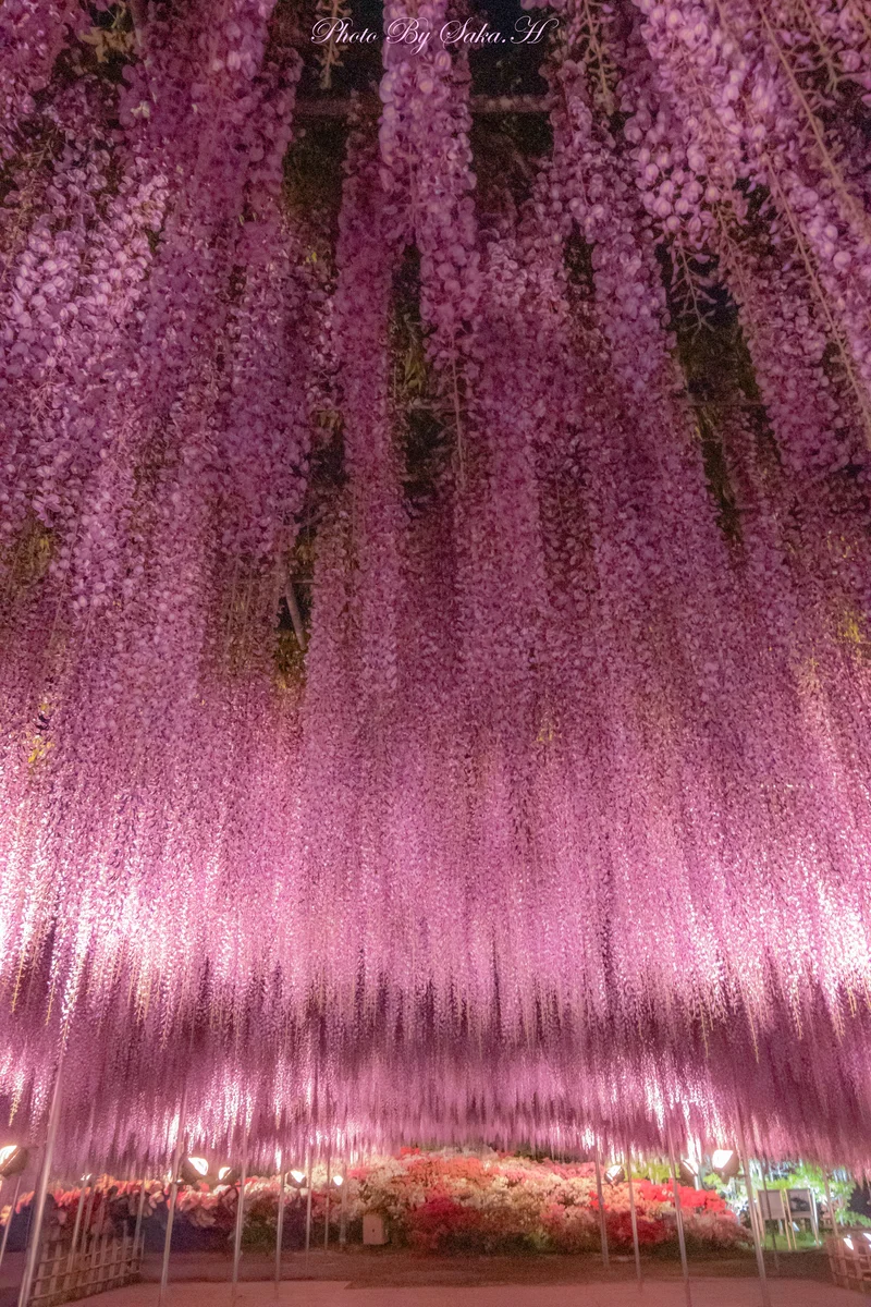 投稿写真：大長藤ライトアップ