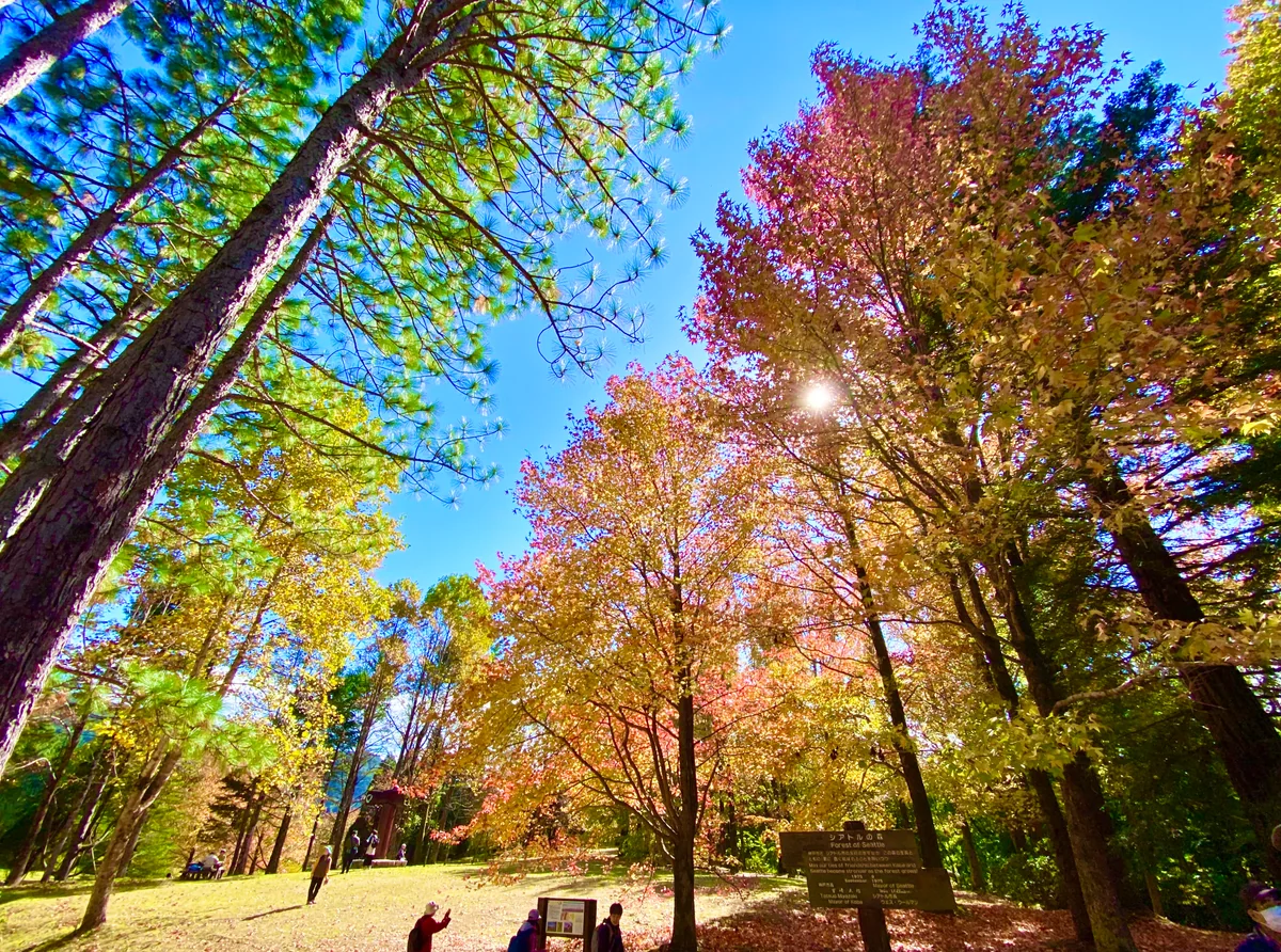 投稿写真：シアトルの森 〜 神戸市森林植物園にて 〜