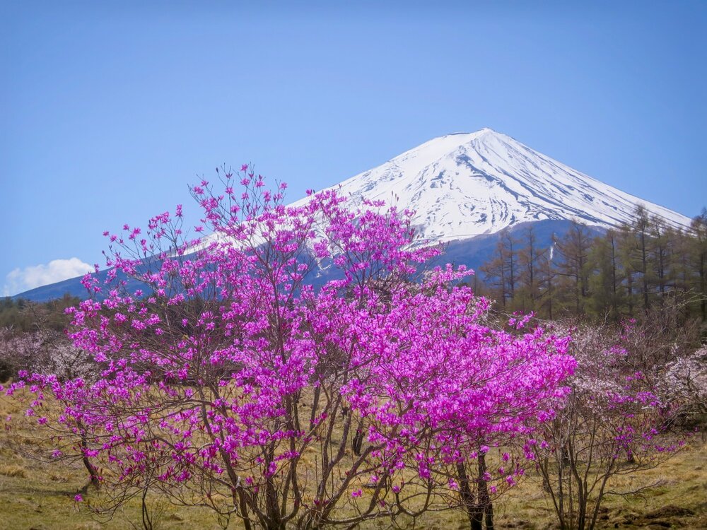 投稿写真：ミツバツツジと富士山