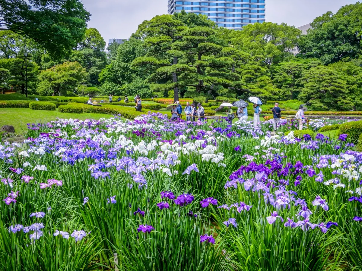 投稿写真：皇居のハナショウブ