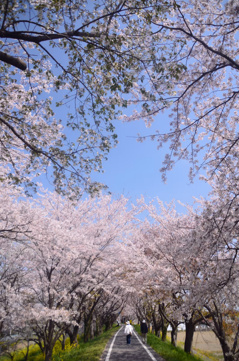 投稿写真：桜回廊