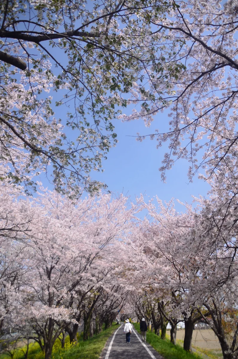 投稿写真：桜回廊