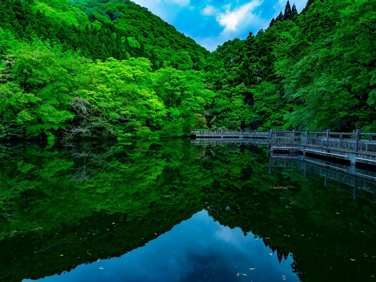 投稿写真：初夏のもみじ池