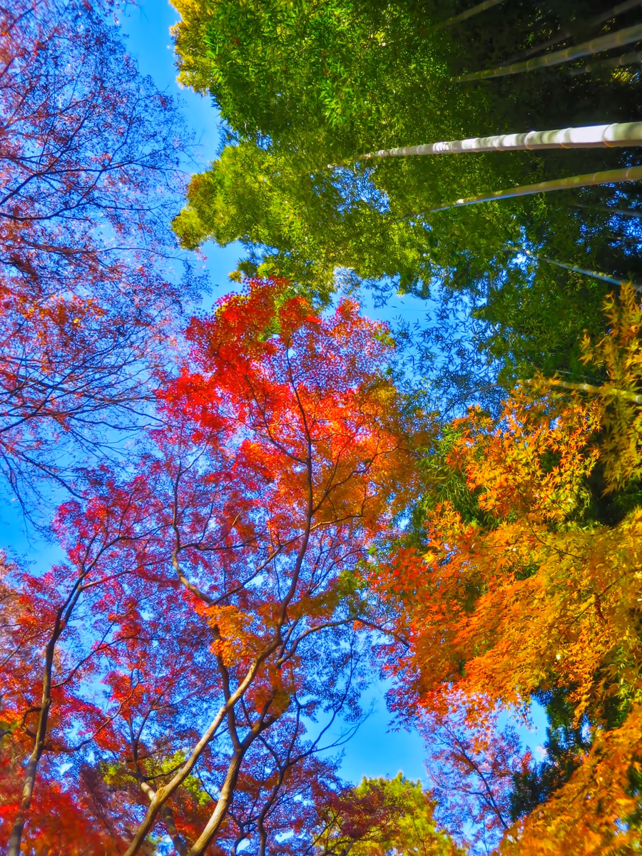 投稿写真：竹林の緑と紅葉を見上げる