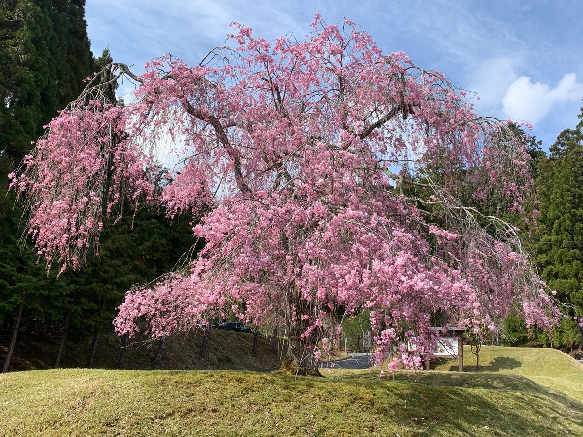 投稿写真：常照皇寺ベニシダレ