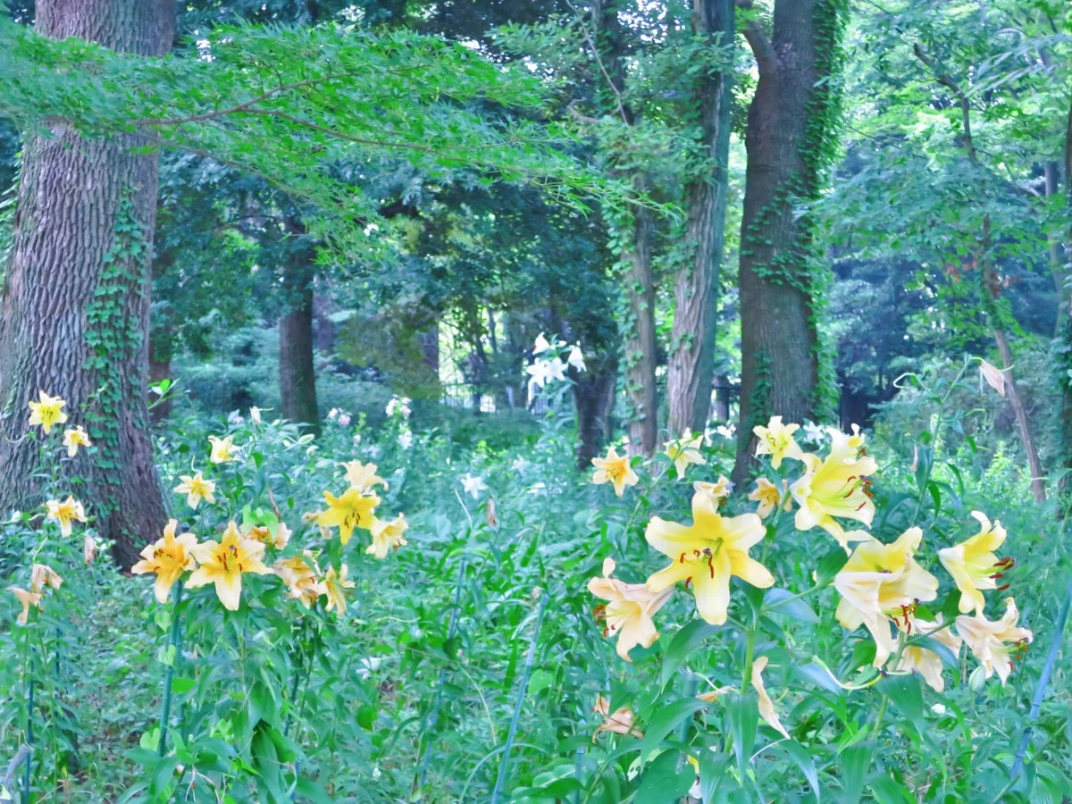 投稿写真：ユリの花