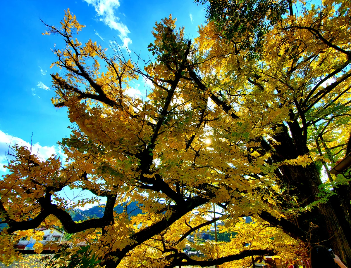 投稿写真：きらきら✨ぎんなんの木