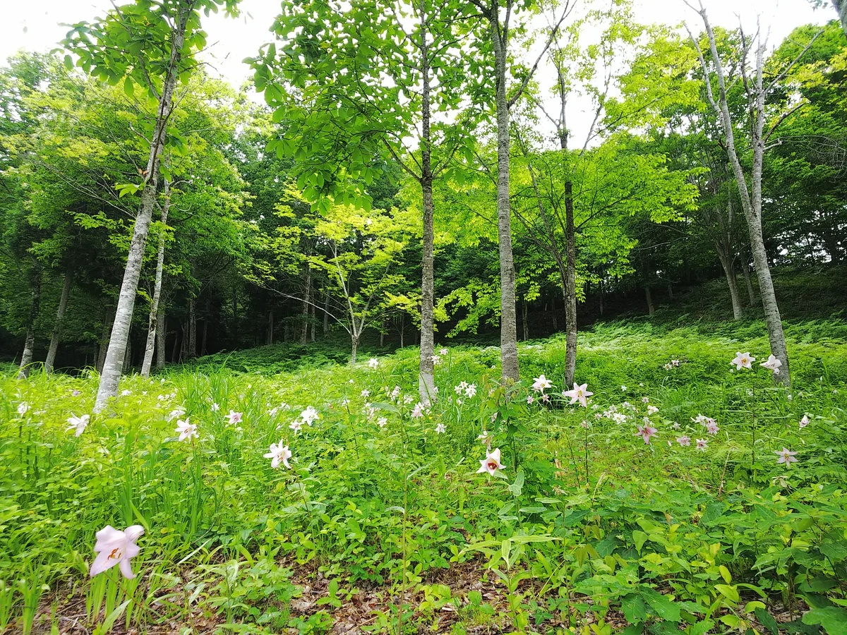 投稿写真：笹ゆりの砦