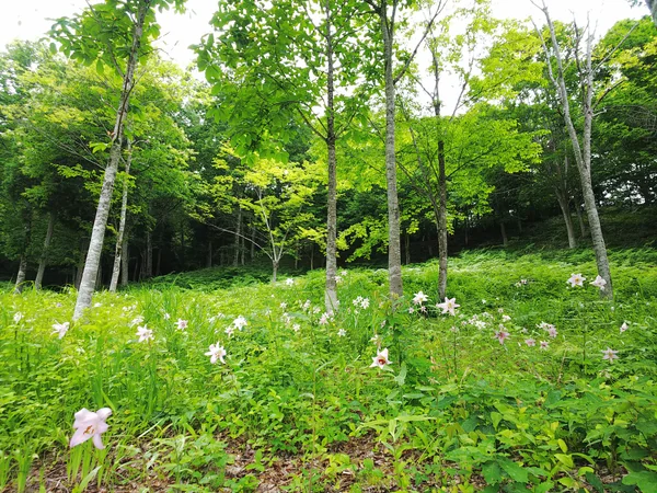 投稿：笹ゆりの砦