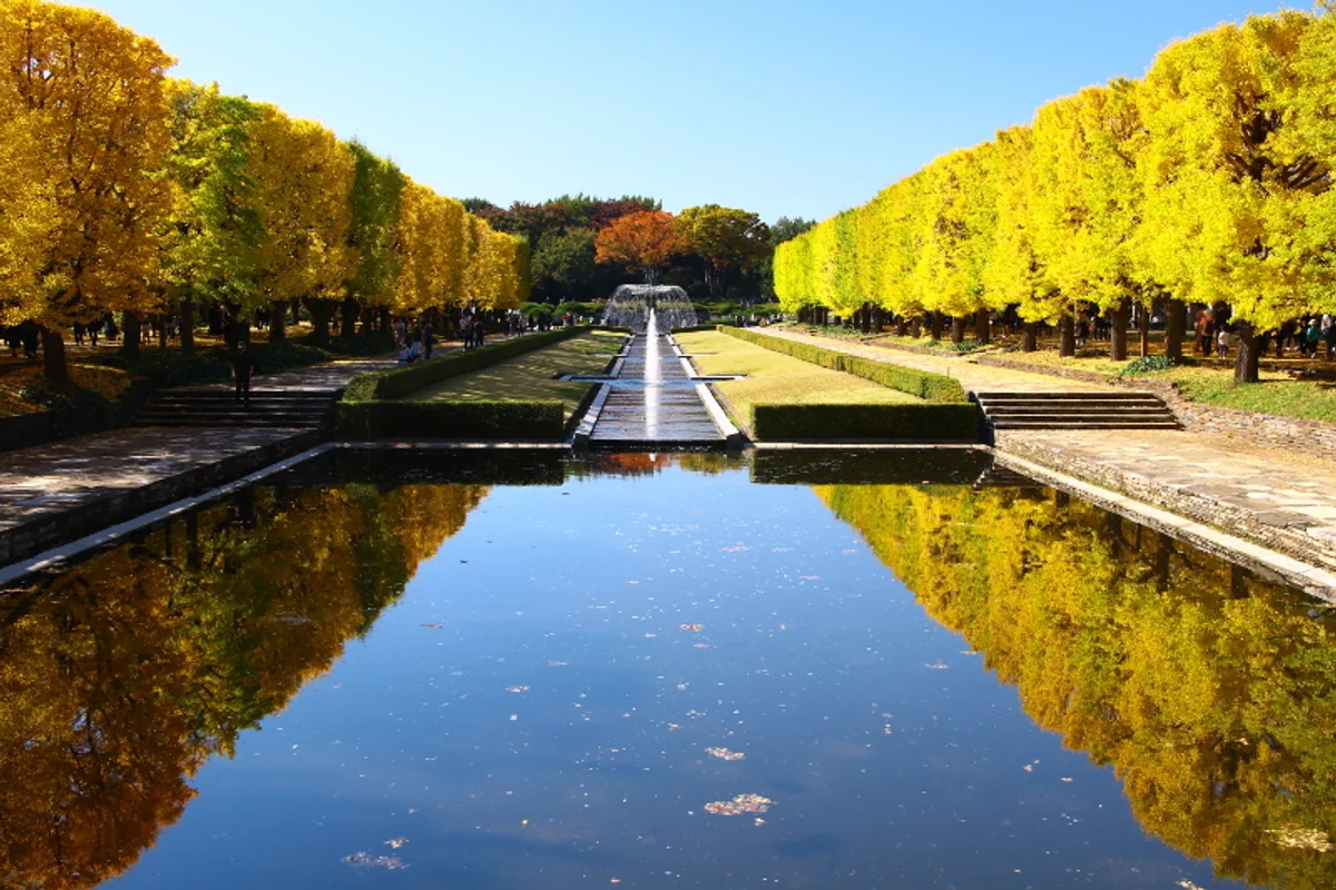 投稿写真：銀杏並木