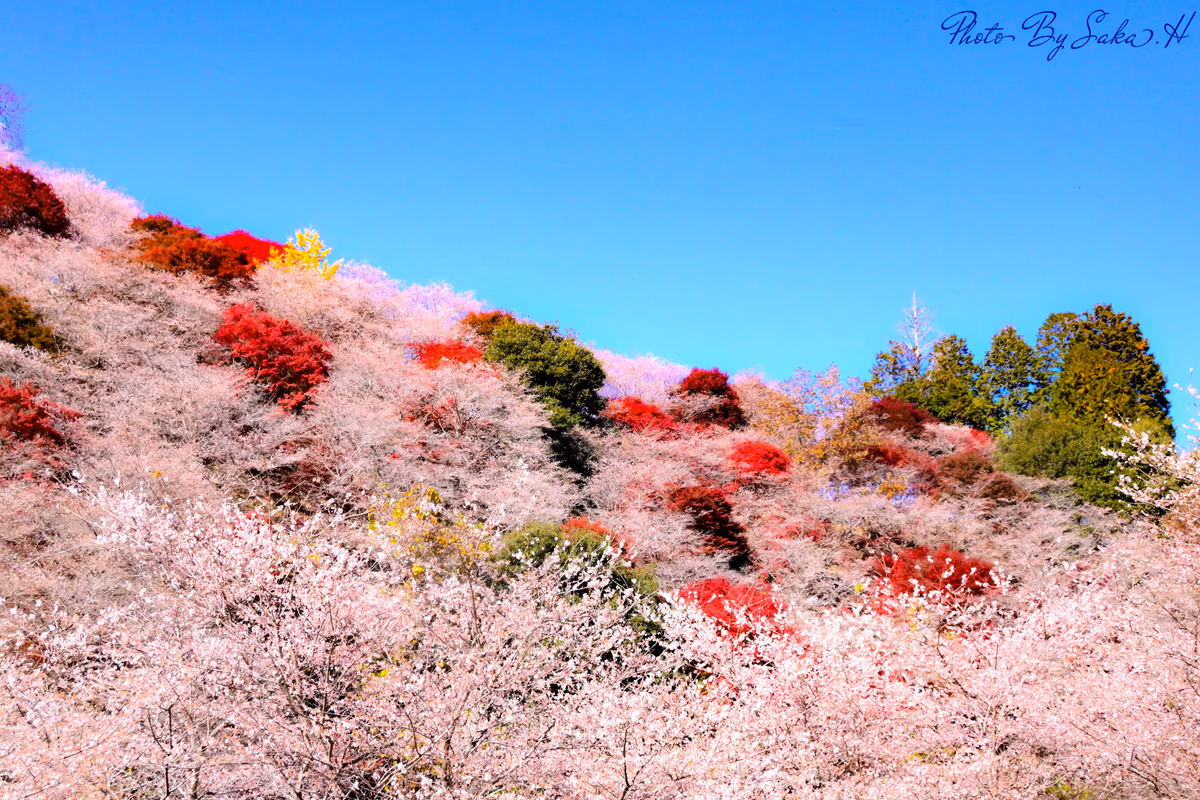 投稿写真：四季桜と紅葉