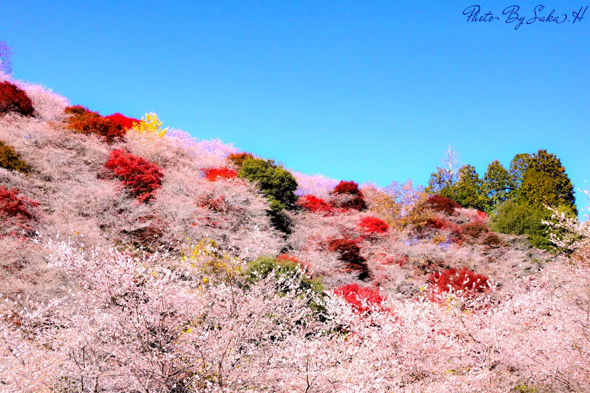 投稿写真：四季桜と紅葉