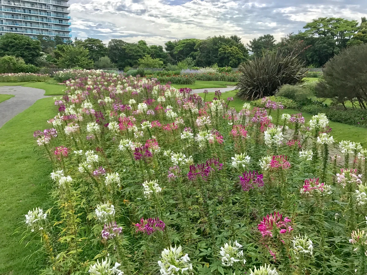 投稿写真：クレオメの優しい色に包まれて🎵