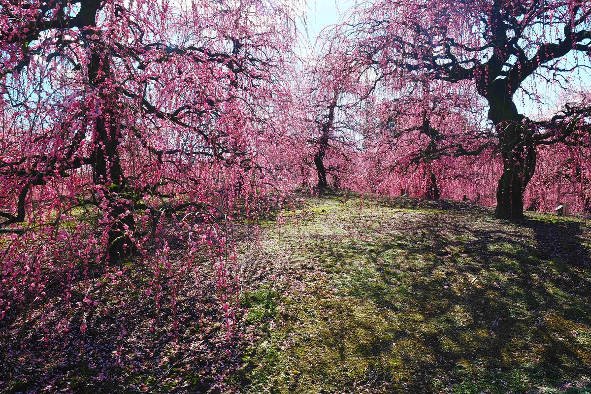 投稿写真：春の陽