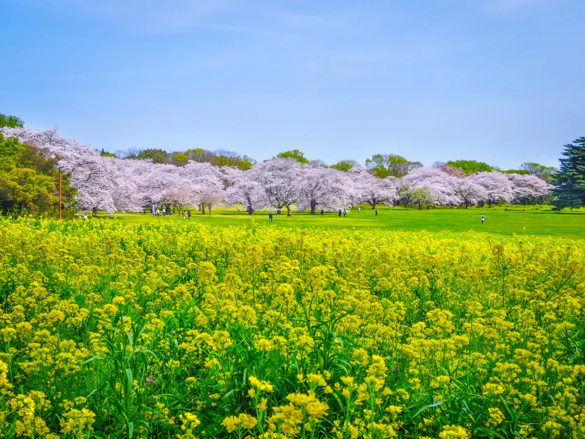 投稿写真：Flower Festival 2024~桜と菜の花