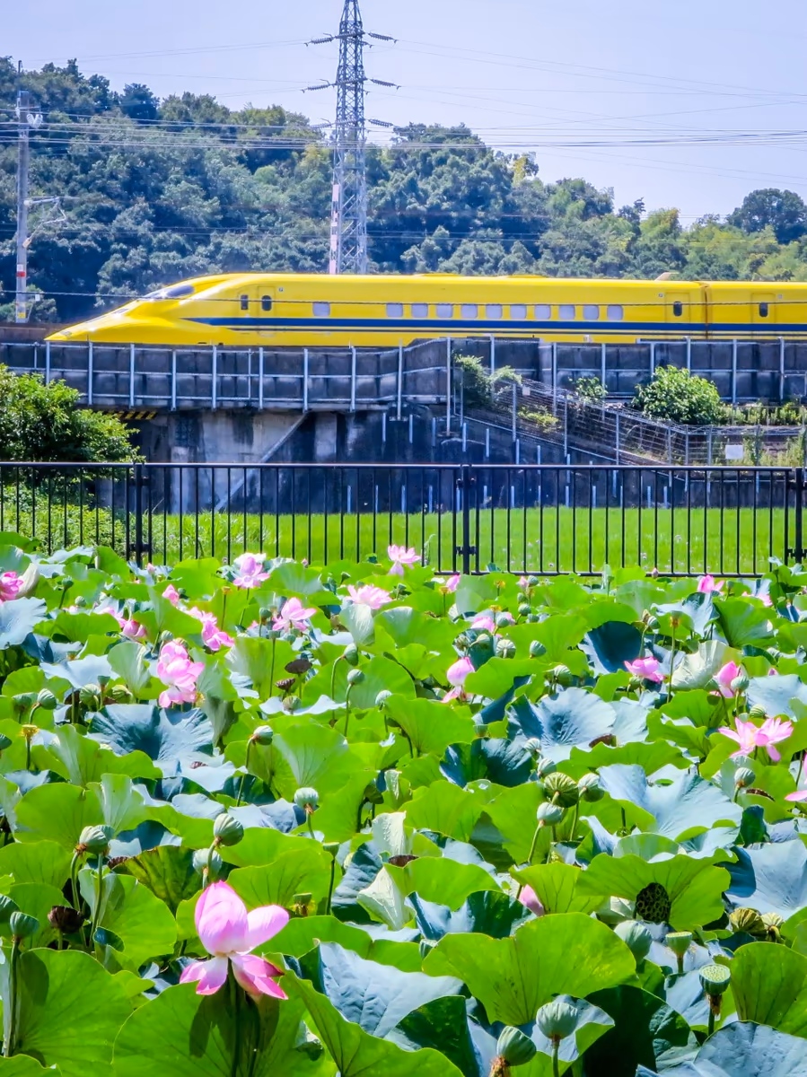 投稿写真：ドクターイエローとハスの花