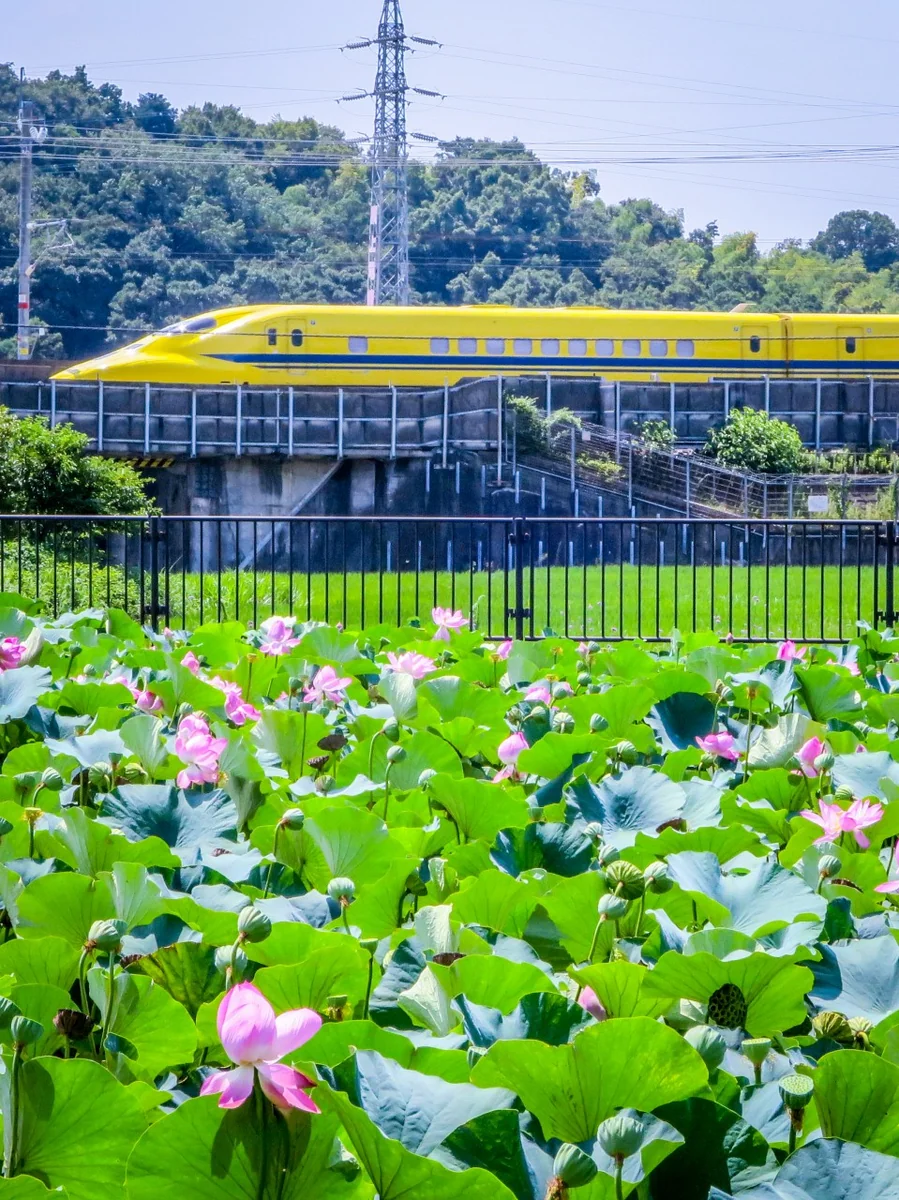 投稿写真：ドクターイエローとハスの花