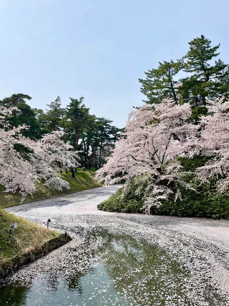 投稿：弘前城花筏