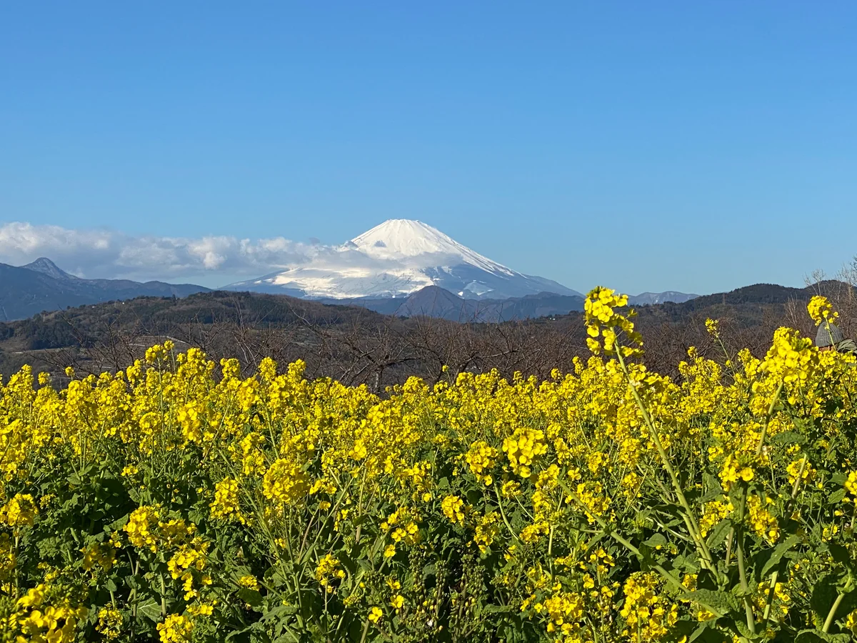 投稿写真：春一番