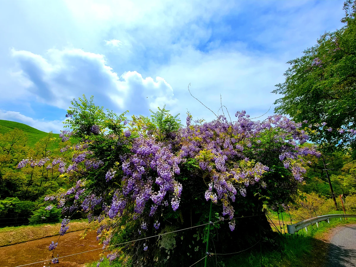 投稿写真：県道沿いの藤