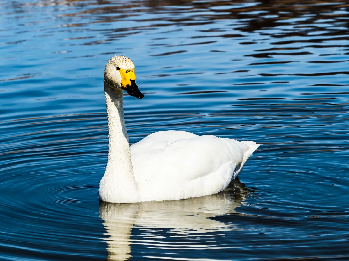 投稿写真：白鳥の波紋