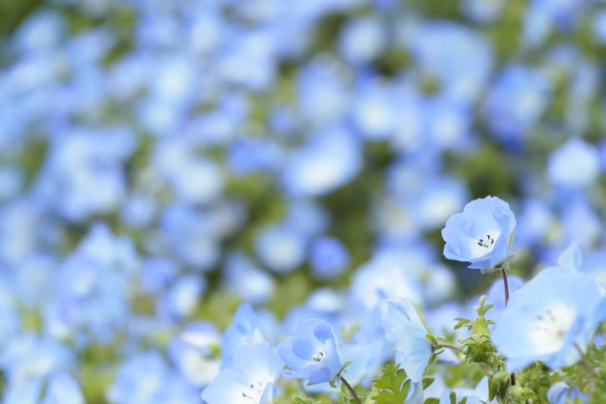 投稿写真：ネモフィラ