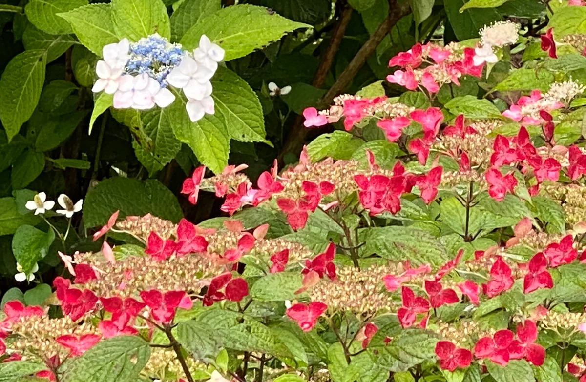 投稿写真：競演