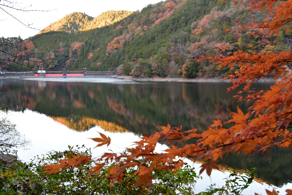 投稿写真：多賀町の犬上ダムの夕暮れの紅葉