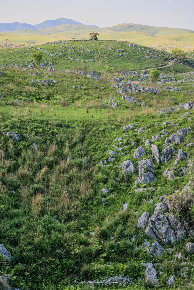 投稿写真：自然の芸術
