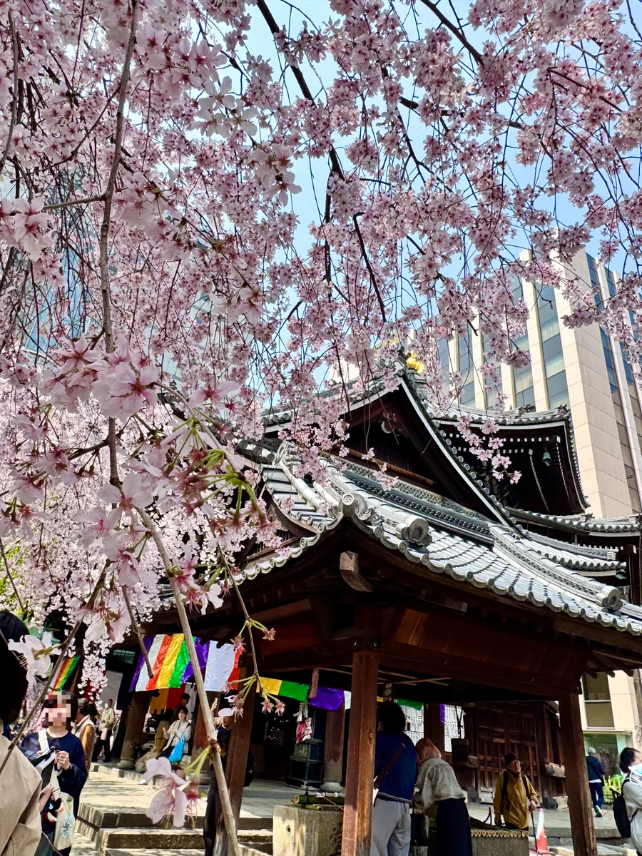 投稿写真：六角堂🌸色変わりの桜「御幸桜」