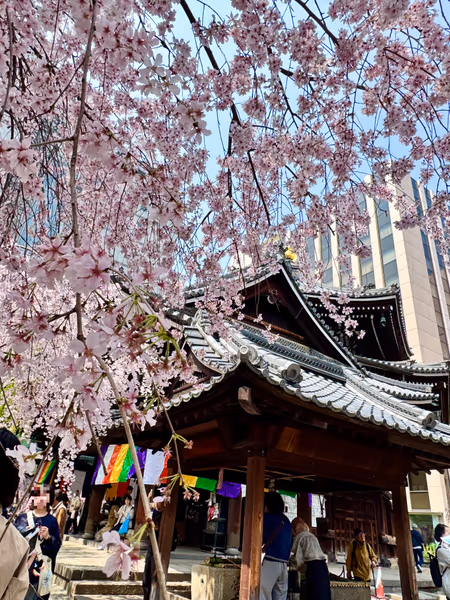 投稿：六角堂🌸色変わりの桜「御幸桜」