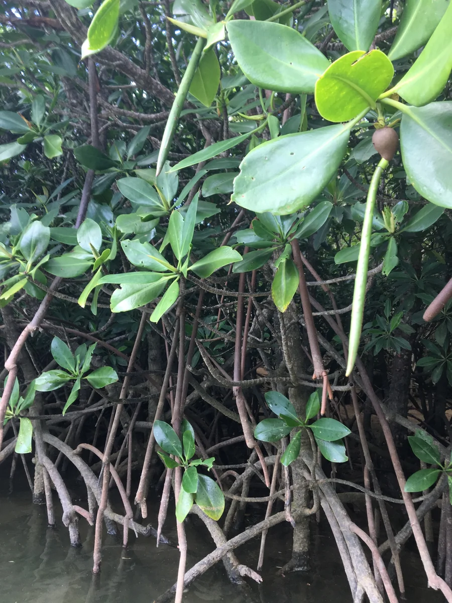 投稿写真：マングローブ